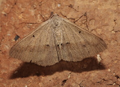 Isturgia penthearia