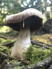 Cortinarius caperatus