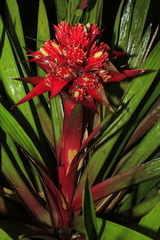 Guzmania conglomerata