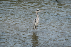 Ardea cinerea