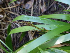 Machaerina sinclairii