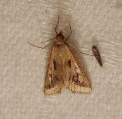 Achyra massalis