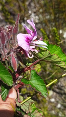 Pelargonium cordifolium