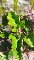 Pelargonium cordifolium
