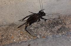 Gryllus bimaculatus