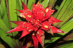 Guzmania conglomerata