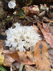 Sparassis spathulata