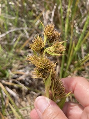Carpha glomerata