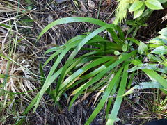 Machaerina sinclairii