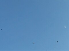 Hirundo rustica