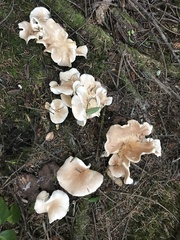 Albatrellus avellaneus