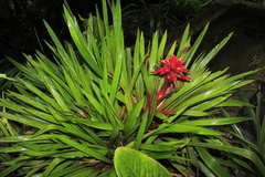 Guzmania conglomerata