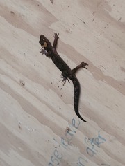 Dactylocnemis pacificus