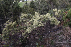 Searsia angustifolia