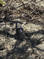 Dipsosaurus dorsalis