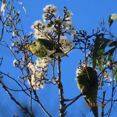 Trichoglossus chlorolepidotus