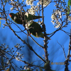Trichoglossus chlorolepidotus