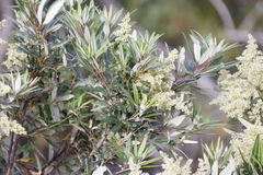 Searsia angustifolia