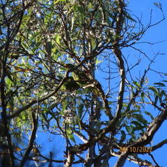 Trichoglossus chlorolepidotus