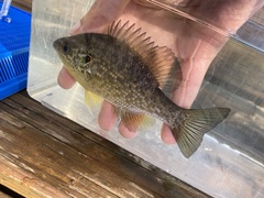Lepomis microlophus