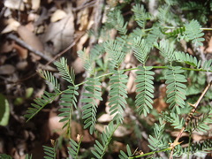 Mimosa grahamii