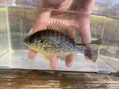 Lepomis microlophus