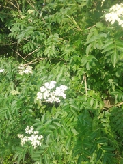 Sambucus australis