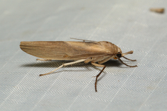 Calamidia hirta