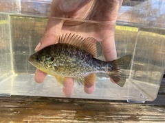 Lepomis microlophus