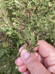 Morella quercifolia