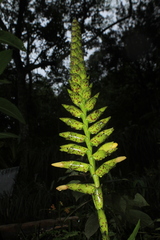 Vriesea fenestralis