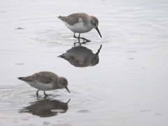 Calidris mauri