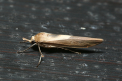 Calamidia hirta
