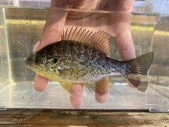 Lepomis microlophus