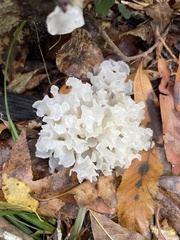 Sparassis spathulata