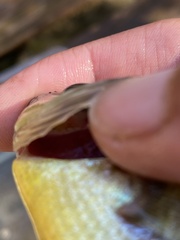 Lepomis microlophus