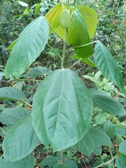 Alchornea triplinervia