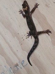 Dactylocnemis pacificus