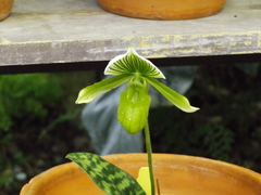 Paphiopedilum