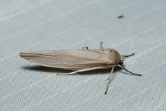 Calamidia hirta