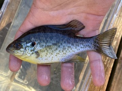 Lepomis microlophus