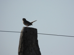 Ammodramus humeralis