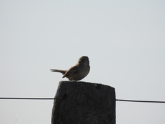 Ammodramus humeralis