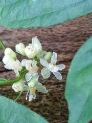 Sapindaceae