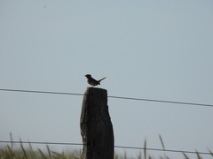 Ammodramus humeralis