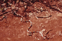 Micrurus altirostris