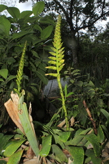 Vriesea fenestralis