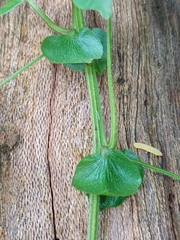 Sapindaceae