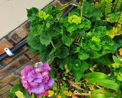Hydrangea macrophylla