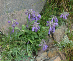 Penstemon whippleanus
